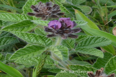 Flemingia rollae